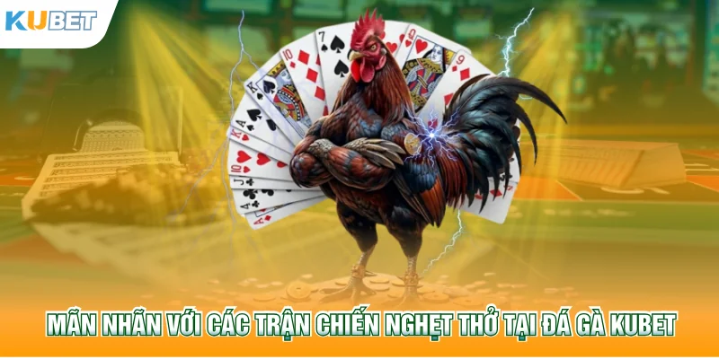 Mãn nhãn với các trận chiến nghẹt thở tại đá gà Kubet77